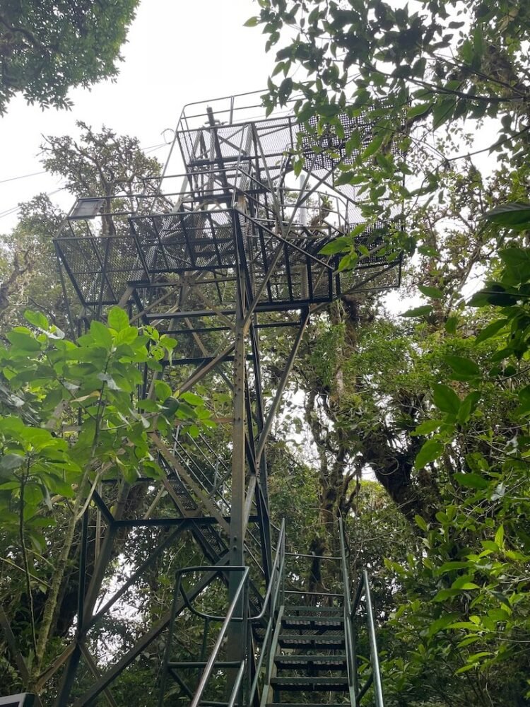 canopy staircase in monteverde