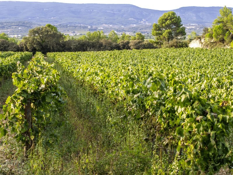 grapes in a field in spain