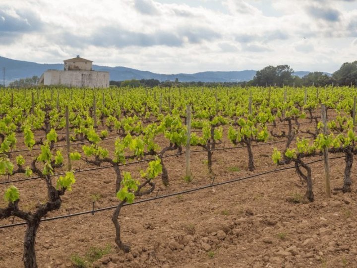 The 5 Best Montserrat Wine Tours from Barcelona Eternal Arrival