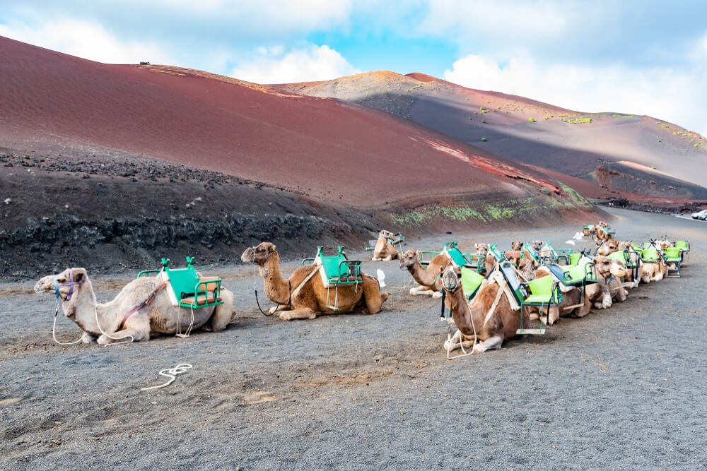 Camels at the famous Echadero de Camellos of the Timanfaya National Park on the volcanic island of Lanzarote, Canary Islands, Spain.
