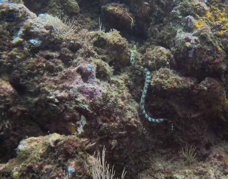 a hunting moray eel with beautiful colors and markings