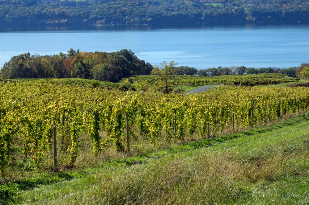 Hillside Vineyards along Beautiful Seneca Lake in the summer time with crisp green leaves on the vines