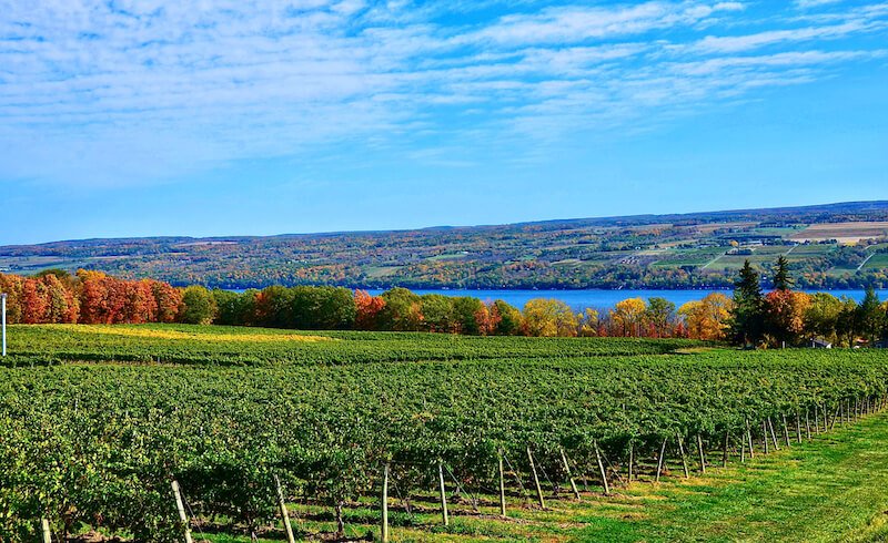 Landscape with grape vineyard, hills and Seneca Lake, in the heart of Finger Lakes Wine Country, New York. Seneca Lake is the deepest lake entirely within the state.
