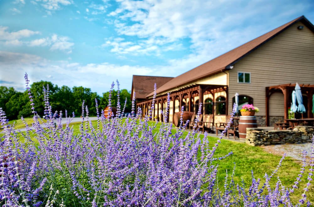 Lavender flowers on blurred background of the winery building, in Finger Lakes wine country, New York.
