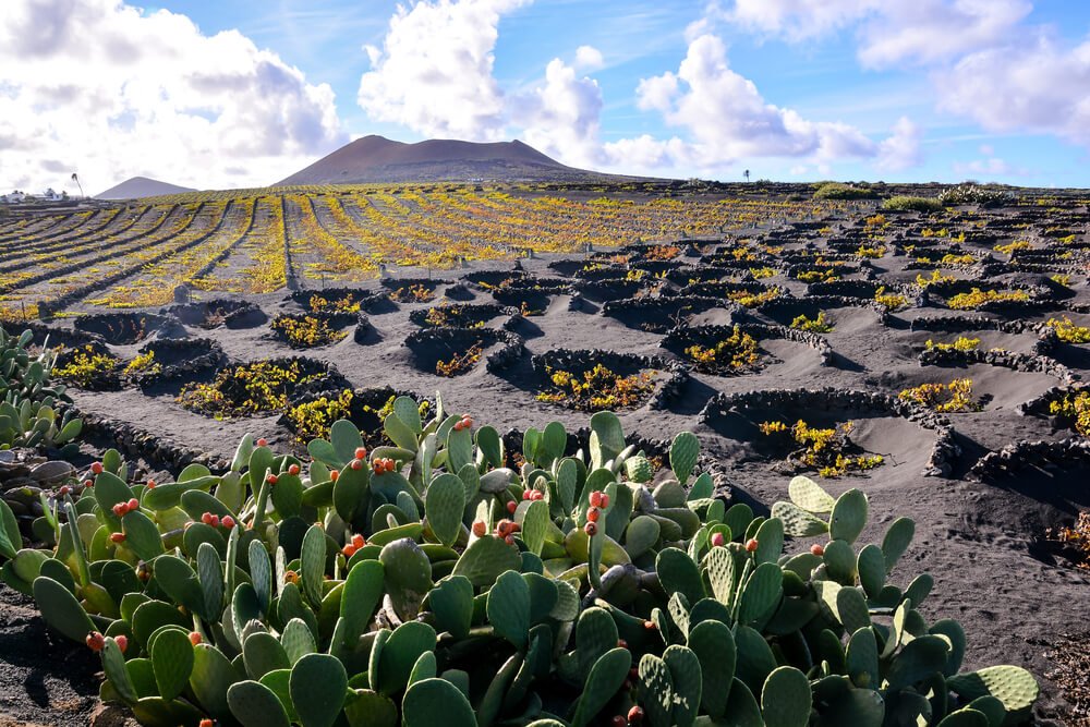 lanzarote vineyards with some cactus in the front