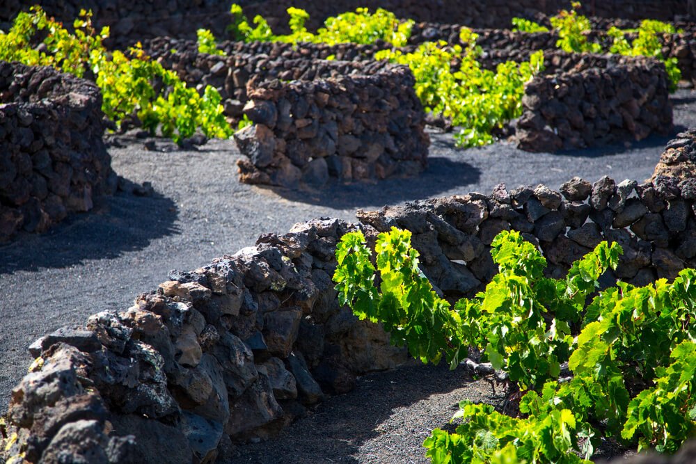 up close detail of a geria where wine grows in a small hollow with a stone wall to protect it