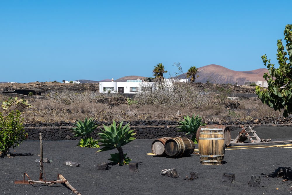 vineyard in lanzarote with beautiful landscape around it and volcanic soil