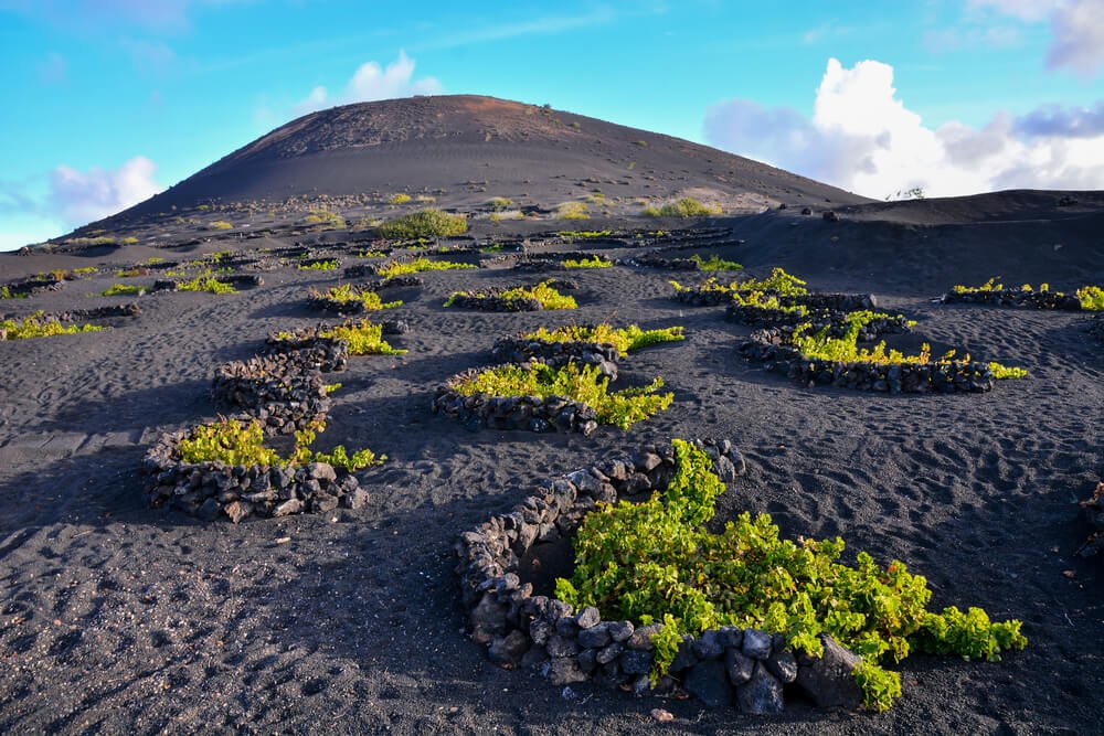 volcanic landscape of lanzarote with specific style of grape growing