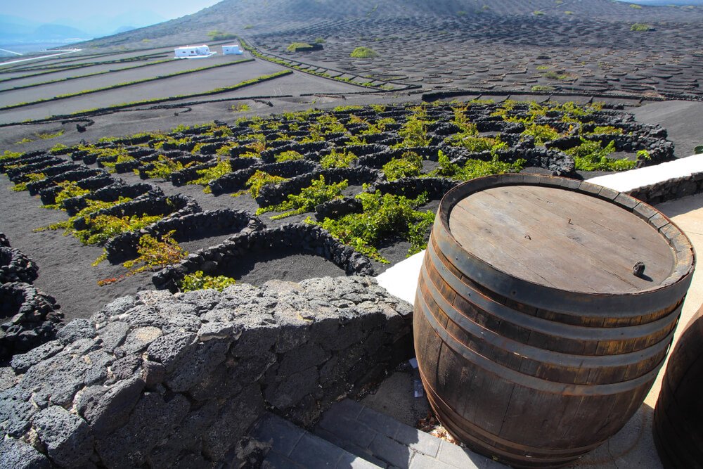 a view of the gerias of the landscape and a barrel and vines growing in unique formations