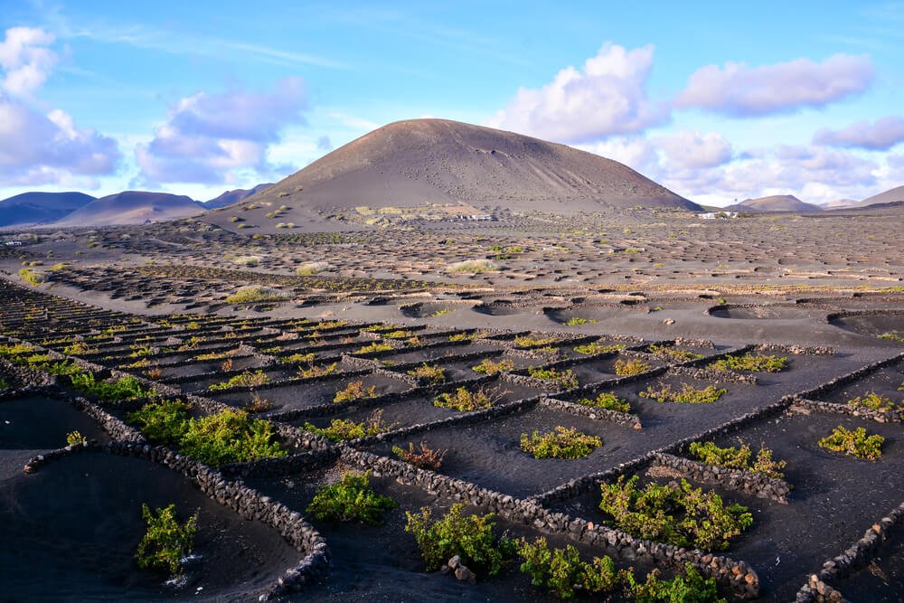 view of the wine fields of lanzarote with black volcanic sand and mountain and scenery