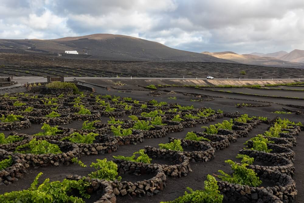 Landscape of vineyards cultivated on volcanic soils, La Geria wine region in Lanzarote, Canary Islands, Spain
