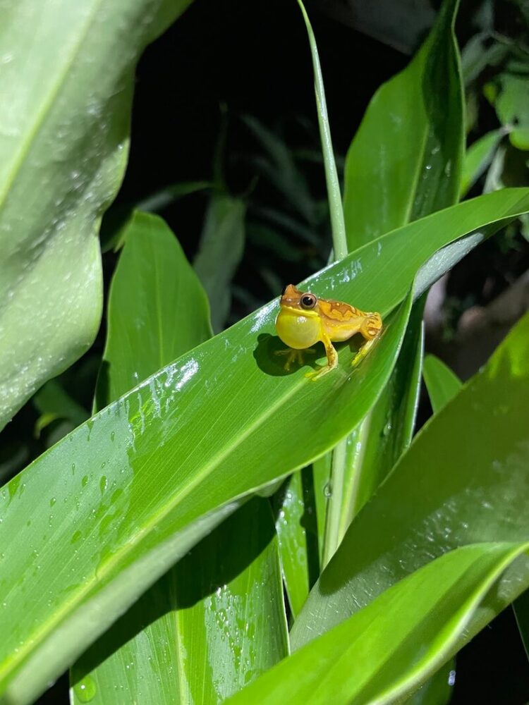 A small yellow tree frog on a leaf