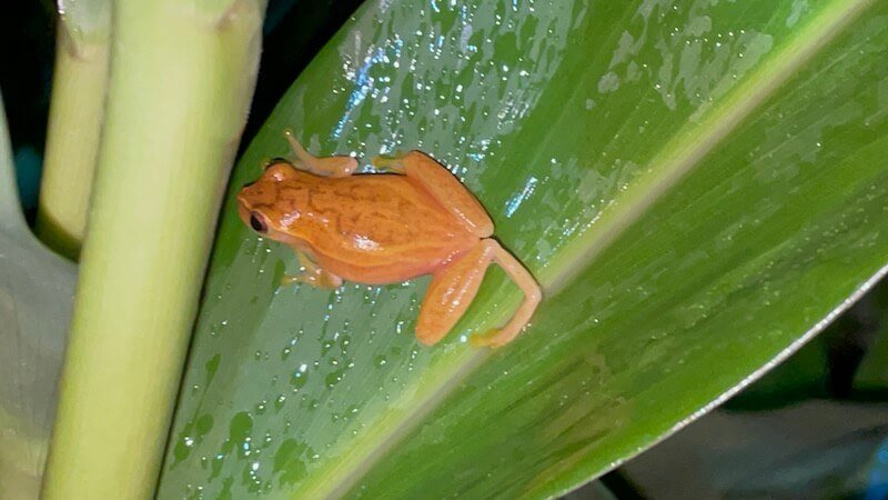 The cool markings of a tree frog in costa rica