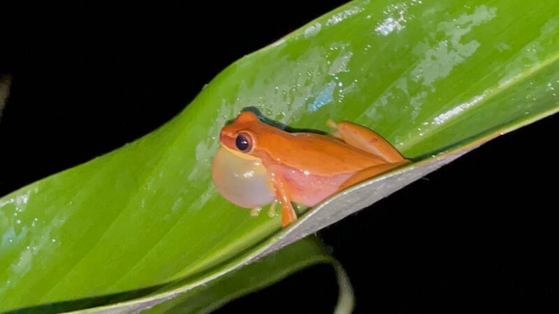 the giant throat of a ribbeting tree frog in a cute orange color sitting on a leaf at night on a night tour of manuel antonio