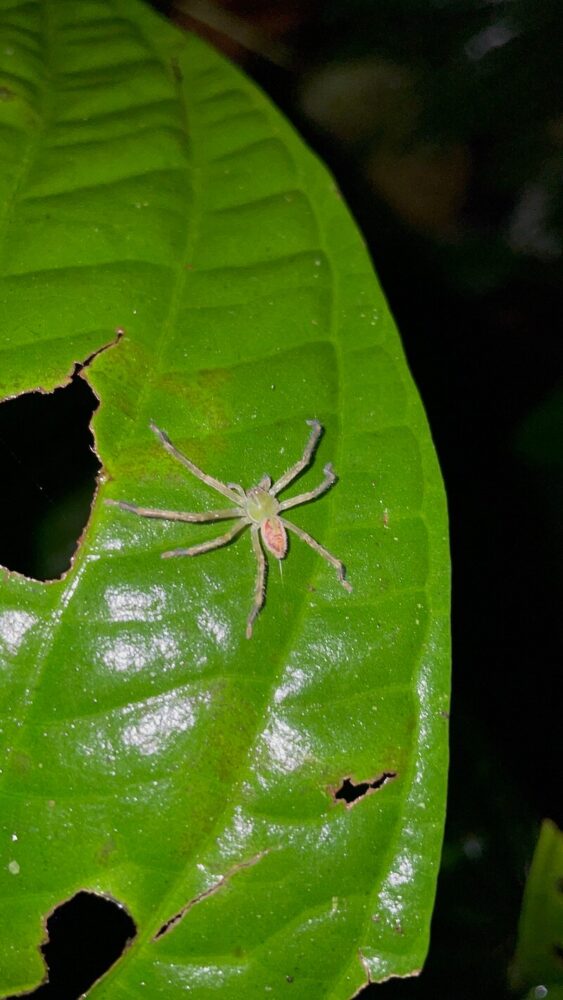 A see-through looking sac spider