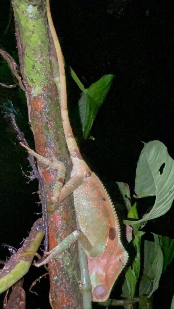 a lizard hanging upside down on a tree with reddish and green coloration in the night time in manuel antonio area