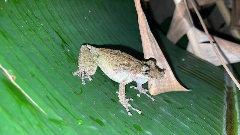 a bullfrog seen in rainmaker conservation park