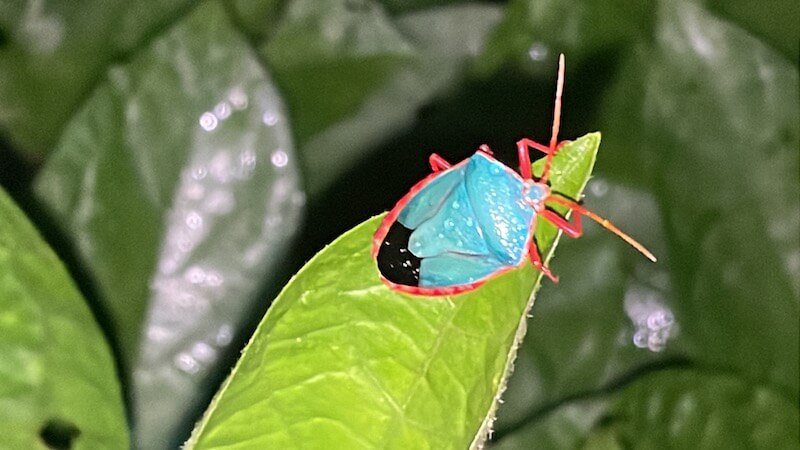 A bright turquoise and orange beetle