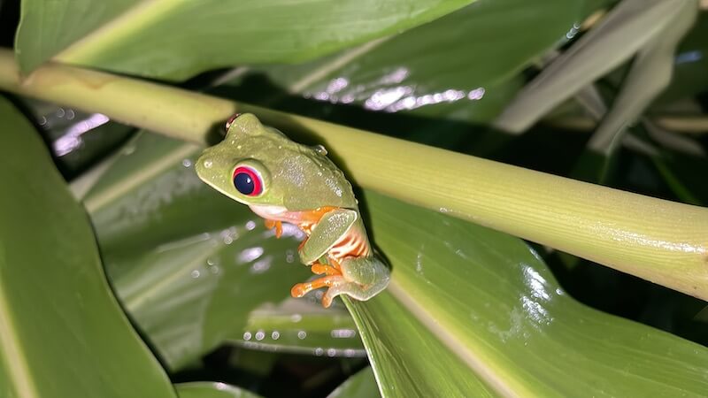 An adorable red-eyed tree frog clinging to a wet leaf
