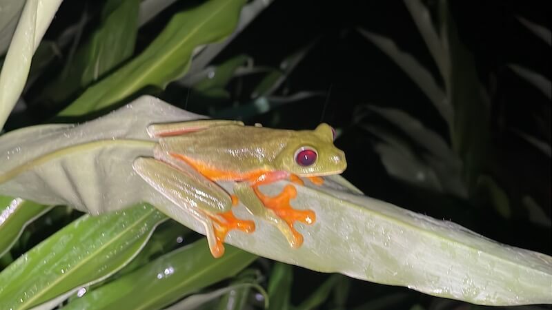 Another tree frog