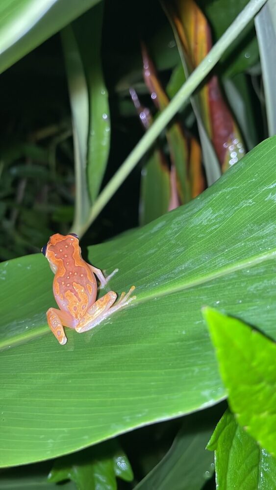 The markings of the hourglass tree frog