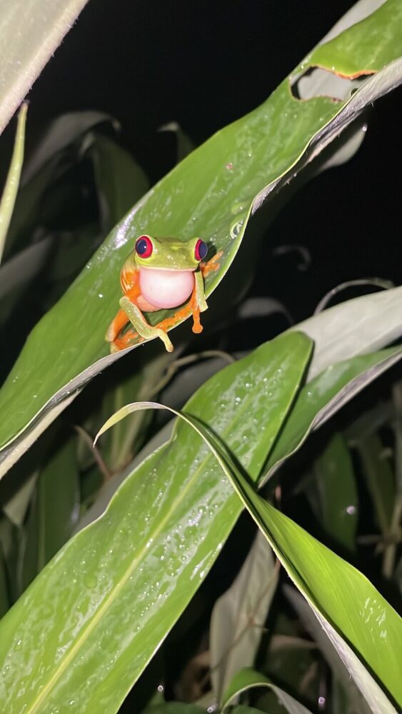 a red-eyed tree frog looking directly at the camera while perched on a leaf at night