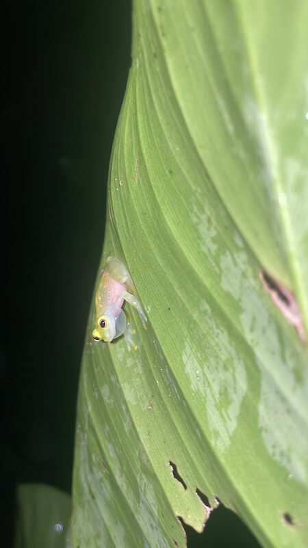 an adorable glass frog, a rare sighting on a costa rica night tour