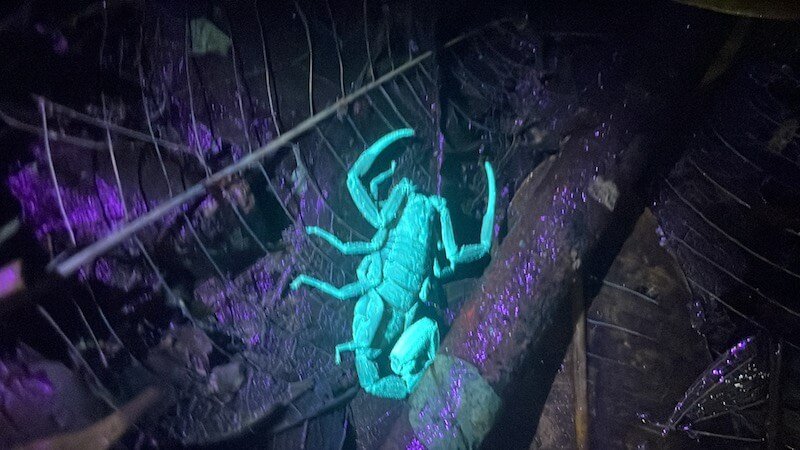 A scorpion shining blue in the UV light