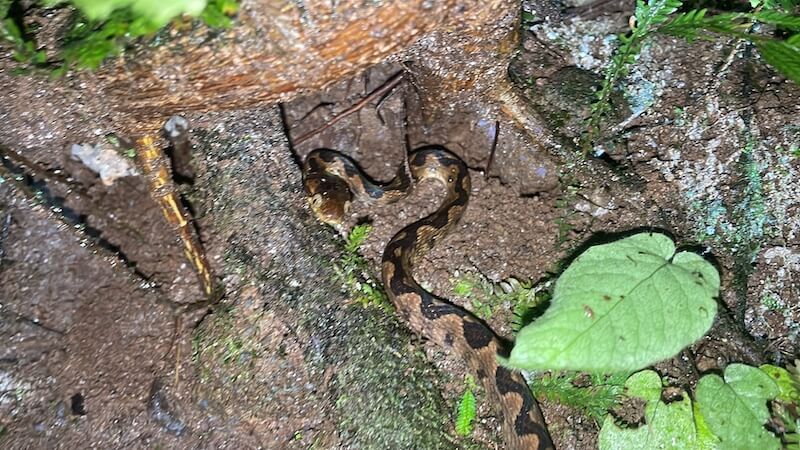 A snake seen on the night walk