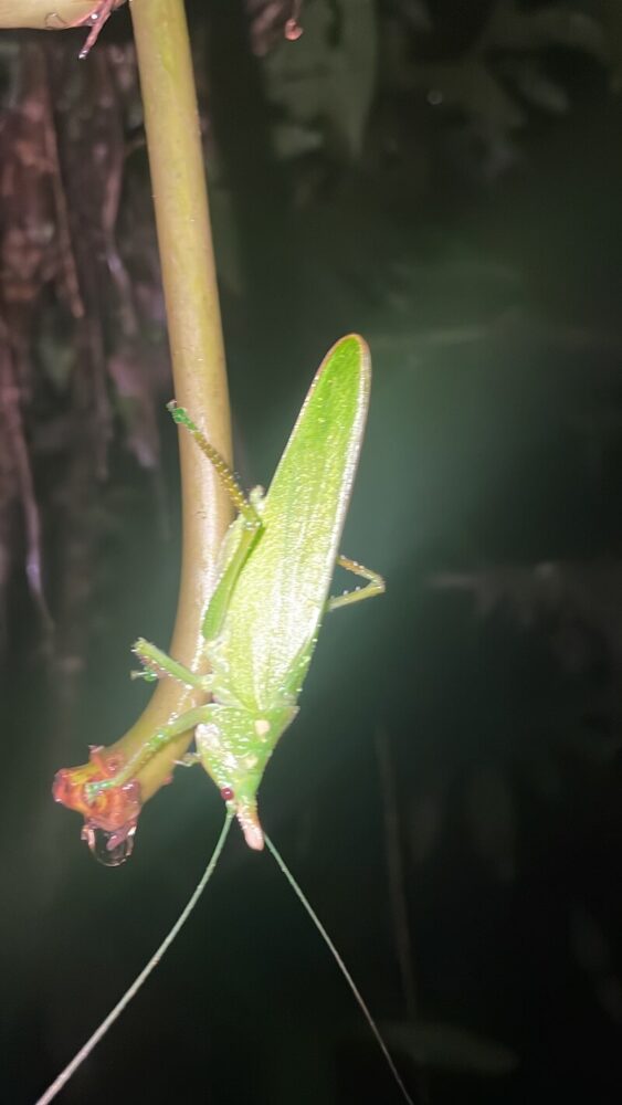 A cool bug seen on the night walk