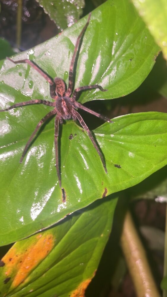one of the most venomous spiders out there, the banana spider!