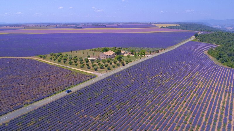a road in provence with lavender fields as seen from a beautiful aerial perspective