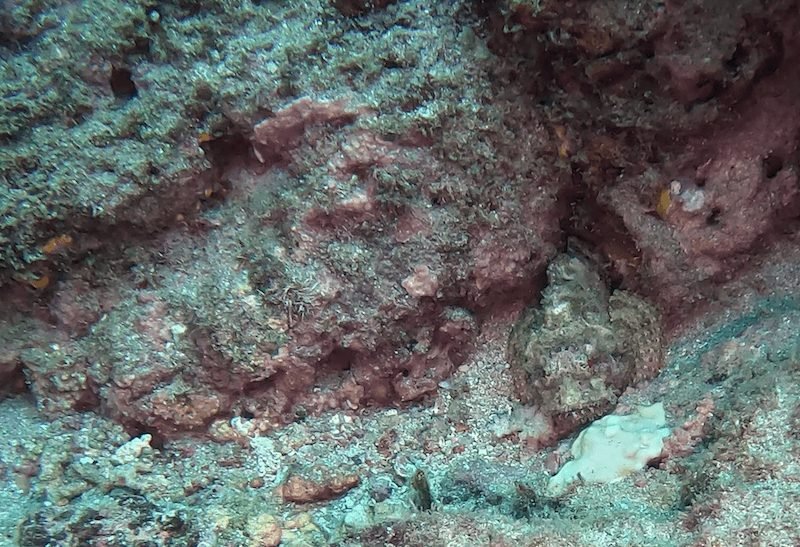 a well-disguished camoflauging scorpionfish