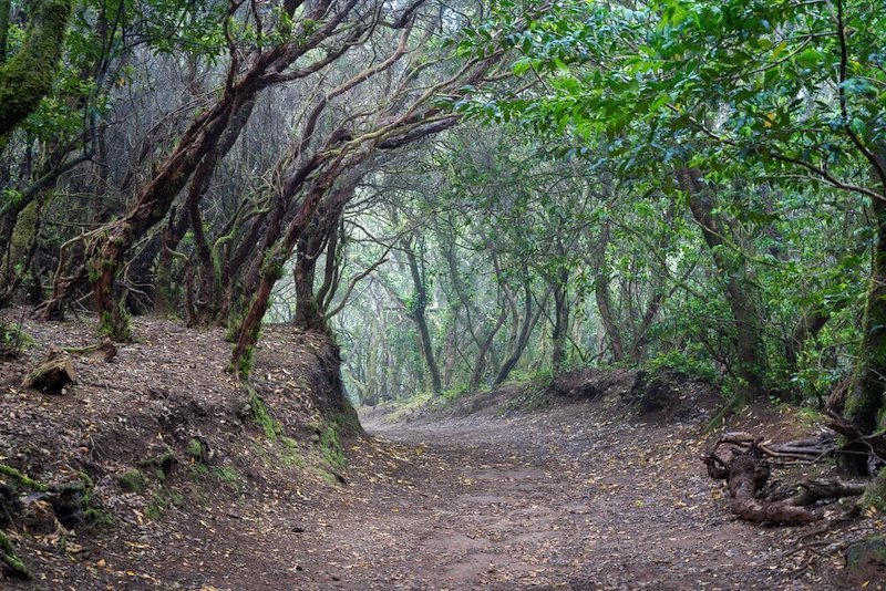 Hiking through the laurel forest in Anaga Rural Park in Tenerife with beautiful pathways and trails