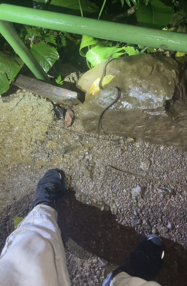 a snake crossing the path at night