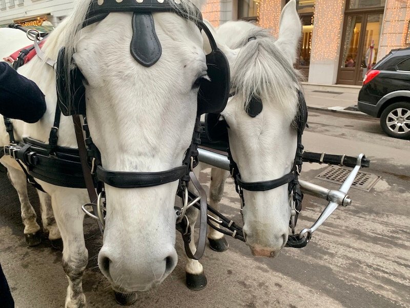 Two horses outside the spanish riding school