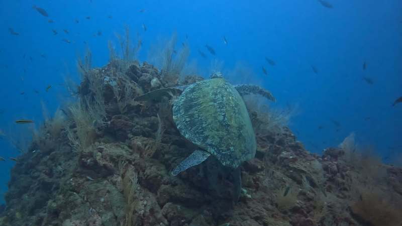 a green sea turtle diving in cano island