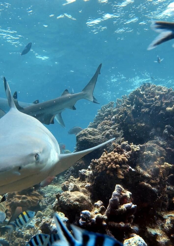 close up of a shark in fiji looking at the camera