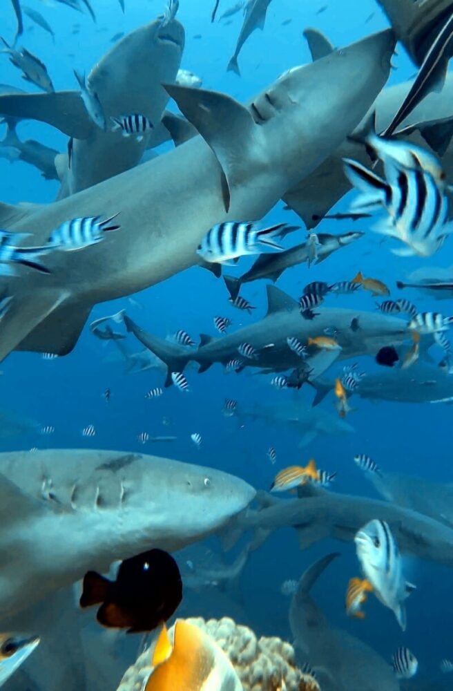 close up of tawny nurse shark and other sharks while diving in fiji with sharks