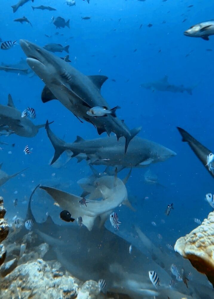 diving in fiji with a bunch of different sharks