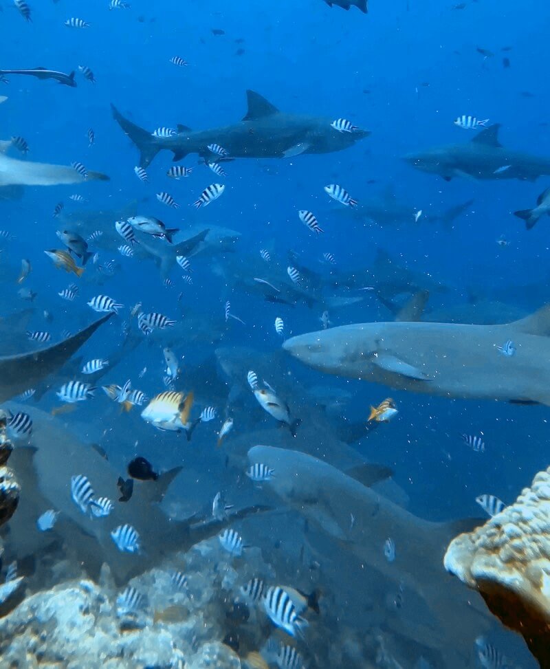 sharks near the ledge in the dive in beqa