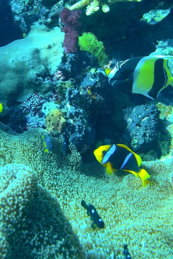 moorish idol and clownfish together in fiji