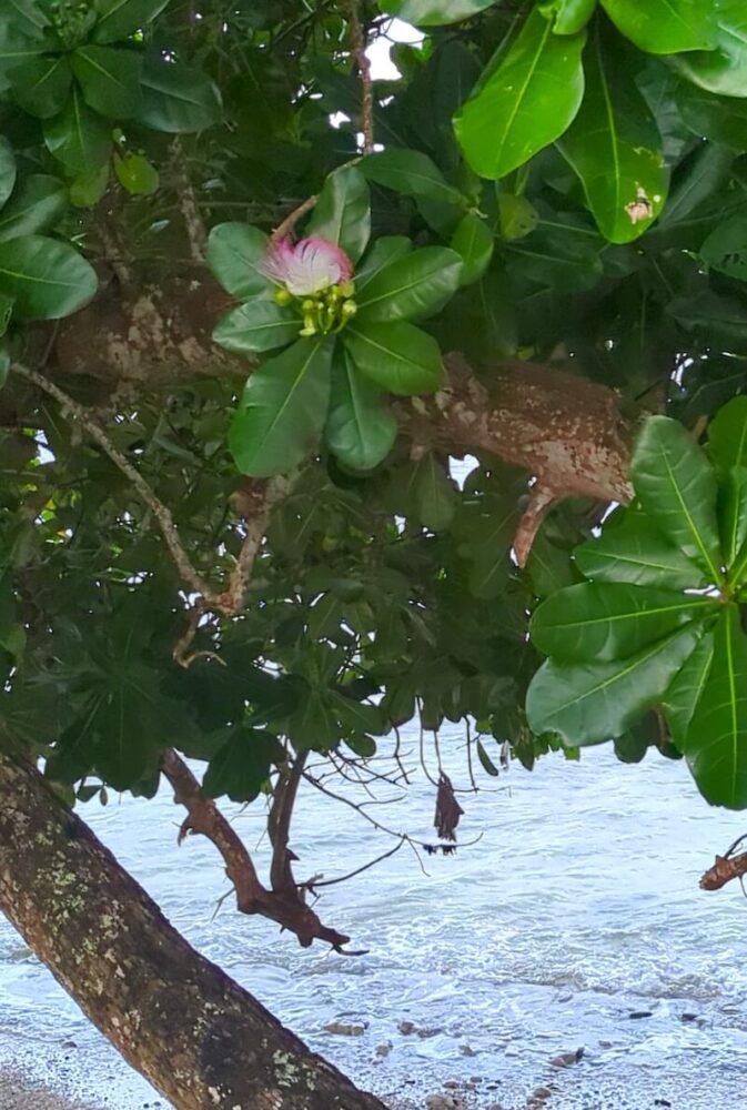 The white 'hairy blossom' style flower of the putu tree in Taveuni Fiji on the Lavena Coastal Walk