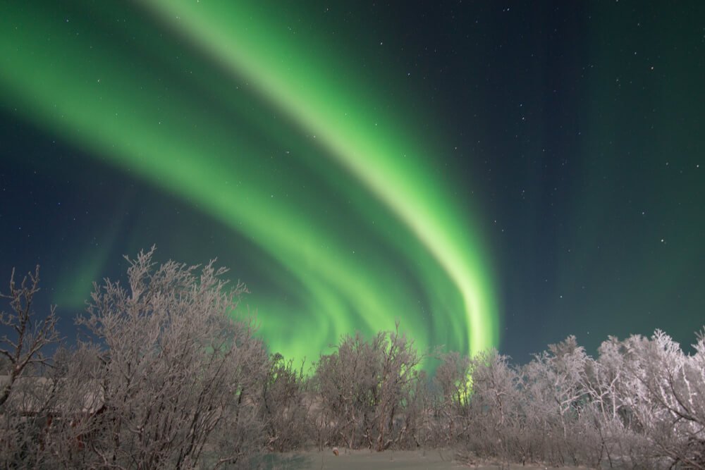 Neon green and purplish bands of light, part of the Northern lights, forming an arcing motion, over snow-covered trees in Abisko in winter.