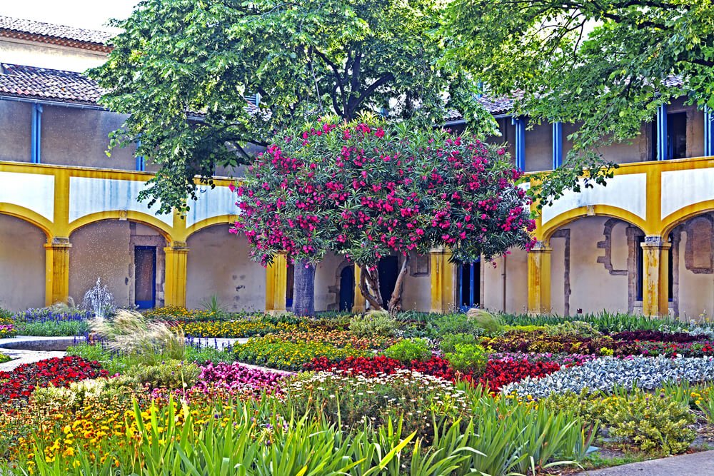 Patio with blooming flowers in the historic old house "Espace Van Gogh" in Arles, Provence, Cote d'Azur, France
