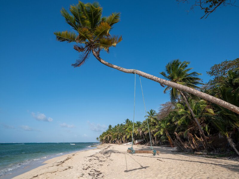 leaning palm tree with a makeshift swing on it