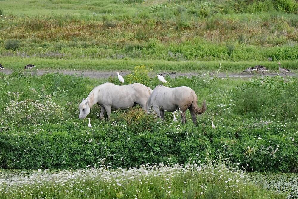 white camargue horses with marsh scenery behind them