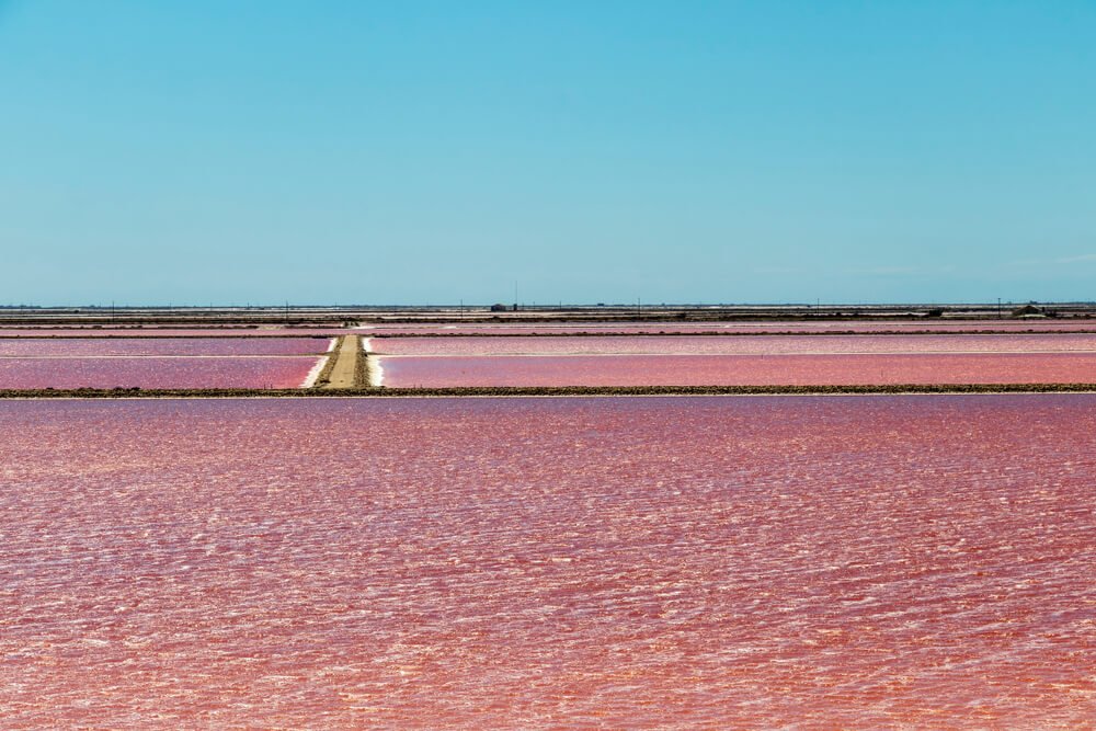 pink hued salt flats of the camargue in france