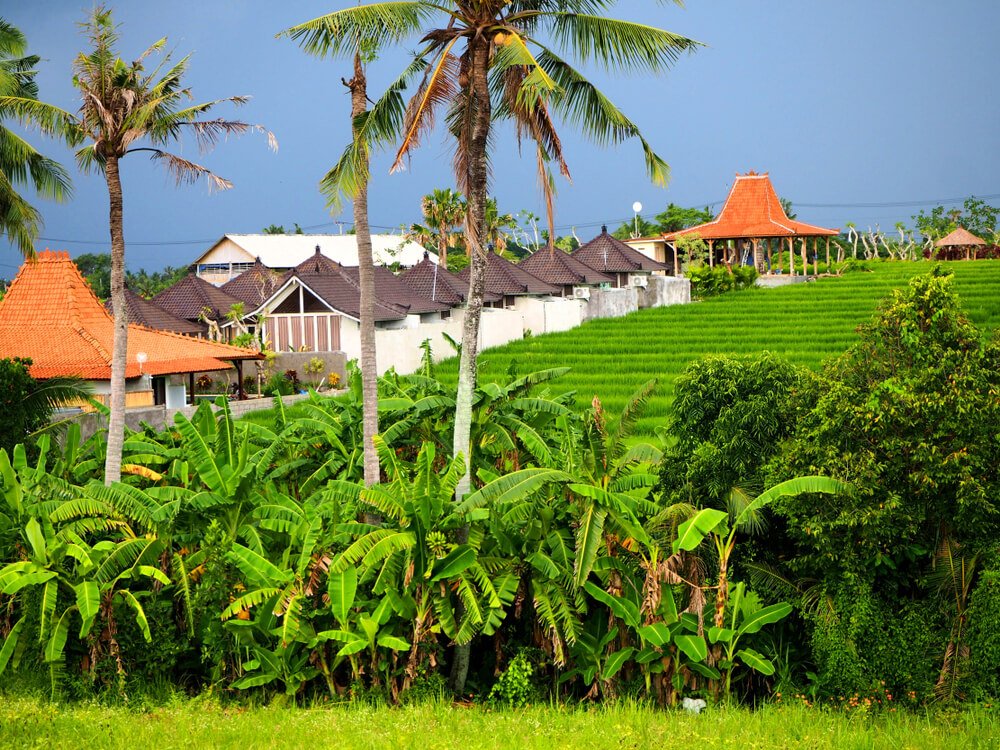 rice field landscape in canggu bali with lots of buildings around it for cafes and other shopping opportunities