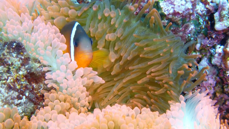 a clownfish with one stripe in bulb anemone in fiji
